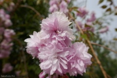 National Botanical Garden of Georgia