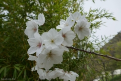 National Botanical Garden of Georgia, Tbilisi