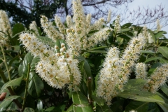 National Botanical Garden of Georgia