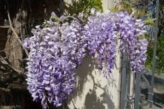 National Botanical Garden of Georgia in Tbilisi city