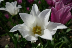 National Botanical Garden of Georgia