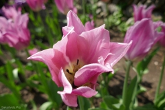 National Botanical Garden of Georgia, Tbilisi