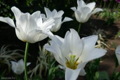 National Botanical Garden of Georgia