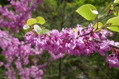 National Botanical Garden of Georgia