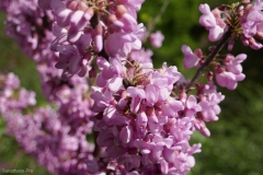 National Botanical Garden of Georgia, Tbilisi