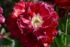 National Botanical Garden of Georgia