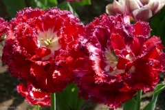 National Botanical Garden of Georgia, Tbilisi