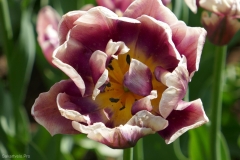 National Botanical Garden of Georgia