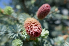 National Botanical Garden of Georgia