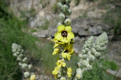 National Botanical Garden of Georgia in Tbilisi city