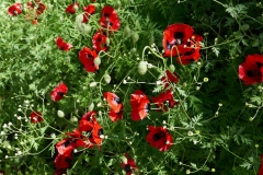 National Botanical Garden of Georgia, Tbilisi