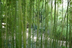 National Botanical Garden of Georgia, Tbilisi