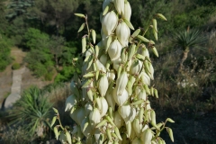 National Botanical Garden of Georgia in Tbilisi city