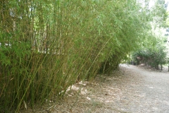 Rose Garden park