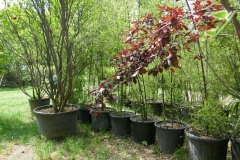 Rose Garden park in Tbilisi