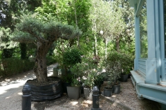 Rose Garden park