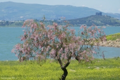 Tbilisi sea