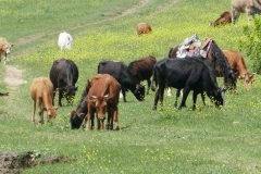 Cows near Tbilisi reservoir