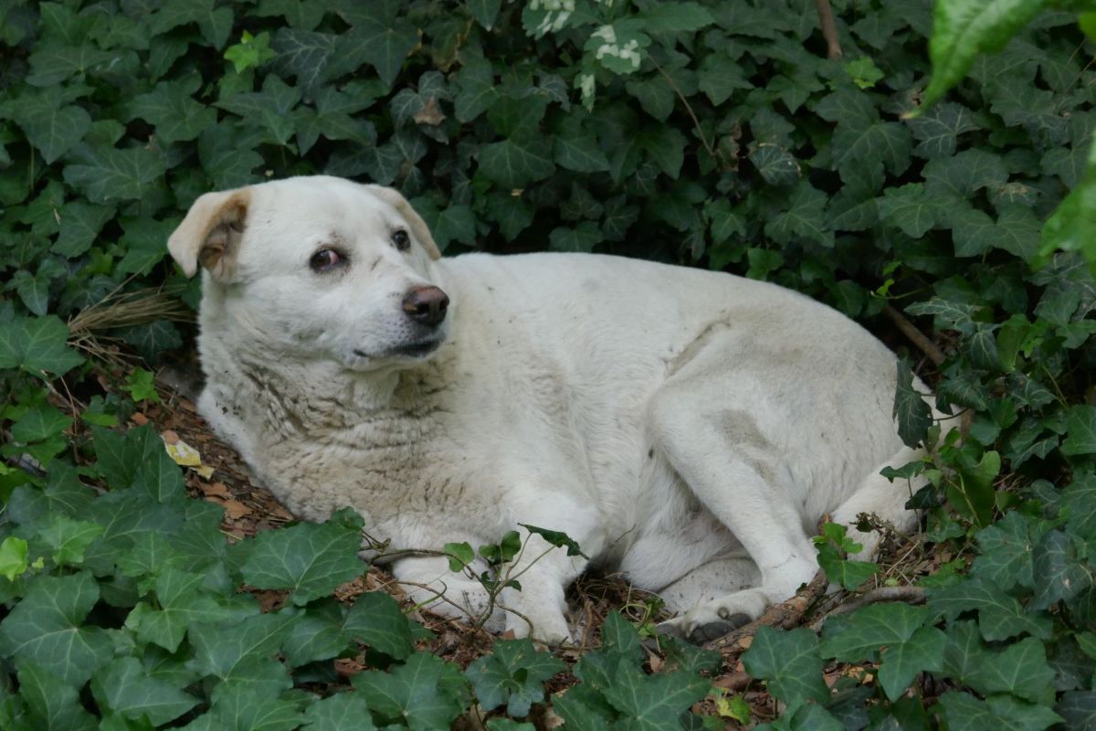 Dogs in Georgia